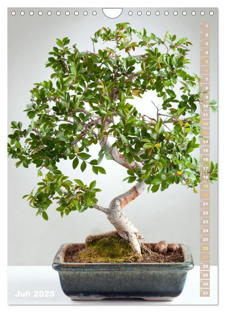 Bild: 9783435848966 | Bonsai: Gartenkunst im Kleinen (Wandkalender 2025 DIN A4 hoch),...