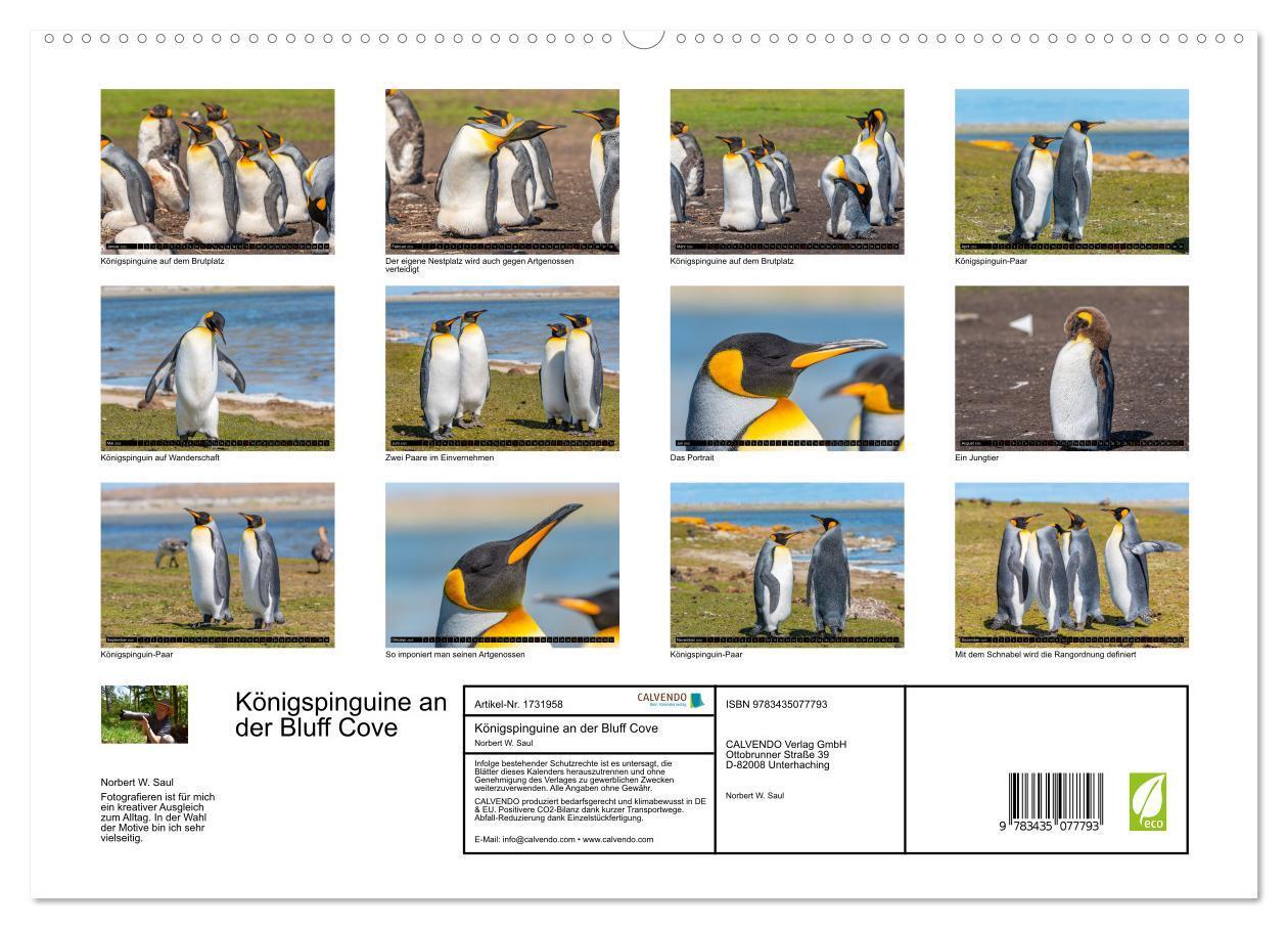 Bild: 9783435077793 | Königspinguine an der Bluff Cove (hochwertiger Premium Wandkalender...