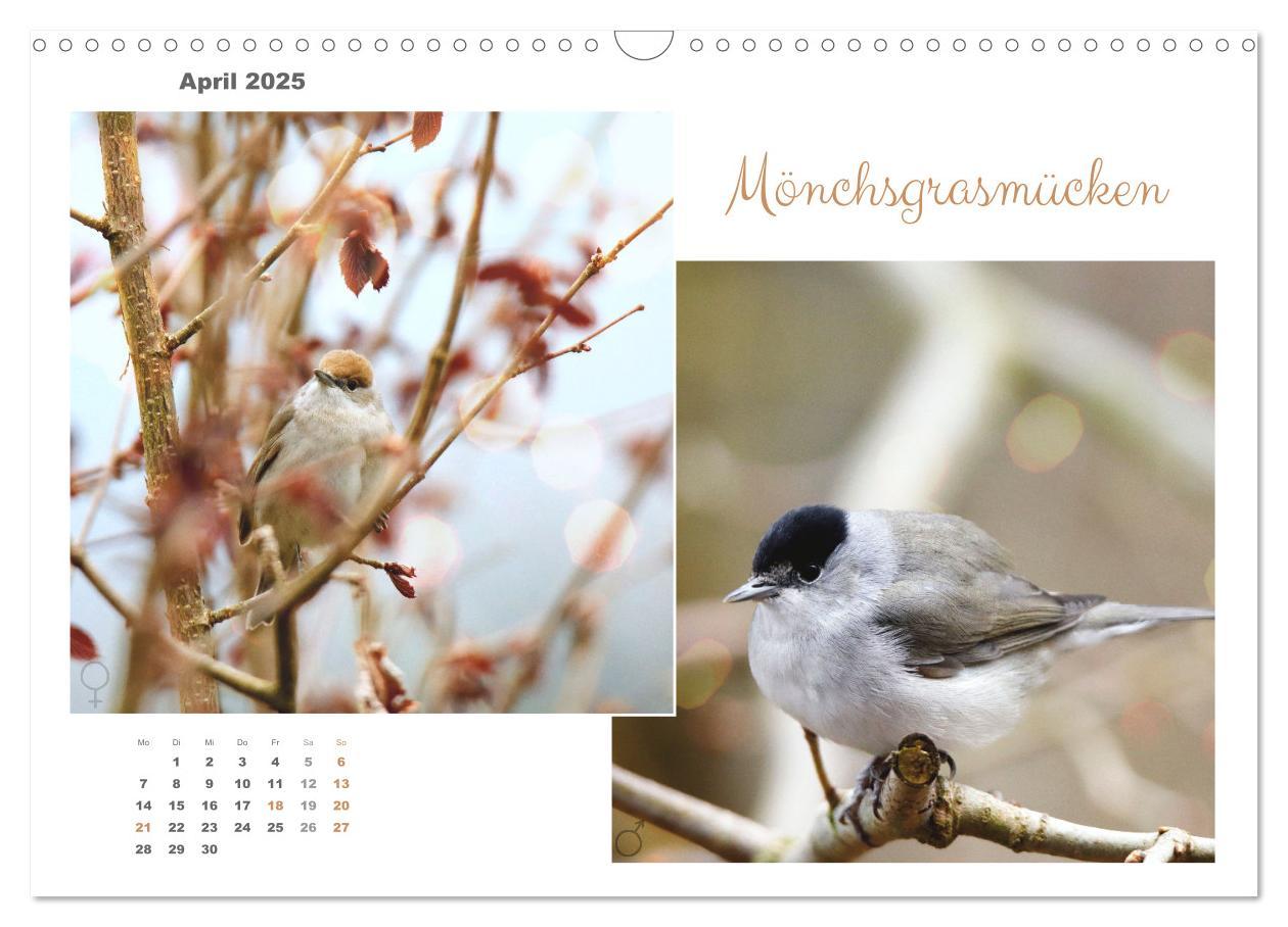 Bild: 9783435059294 | Vogel-Pärchen (Wandkalender 2025 DIN A3 quer), CALVENDO Monatskalender