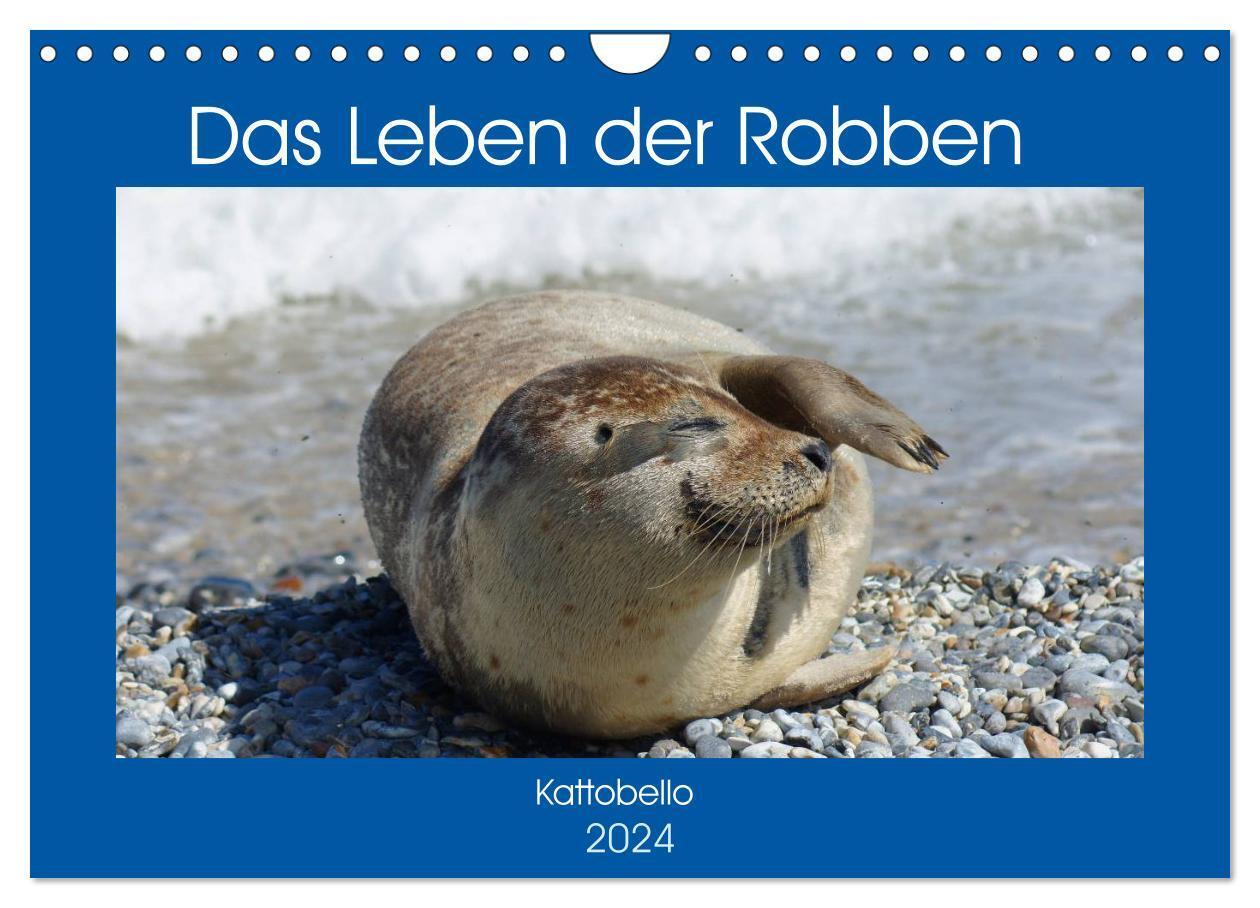 Cover: 9783383637315 | Das Leben der Robben (Wandkalender 2024 DIN A4 quer), CALVENDO...
