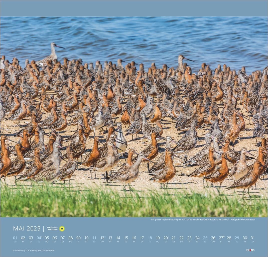 Bild: 9783964023124 | Nationalpark Wattenmeer Edition Kalender 2025 - Martin Stock | 13 S.