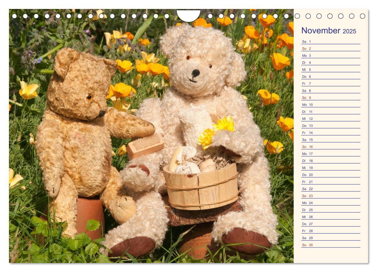 Bild: 9783435508235 | Geliebte Bären - Teddys (Wandkalender 2025 DIN A4 quer), CALVENDO...