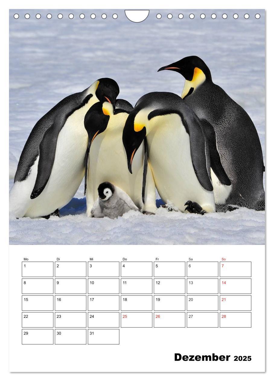 Bild: 9783457035726 | Pinguine. Familienglück im Eis (Wandkalender 2025 DIN A4 hoch),...