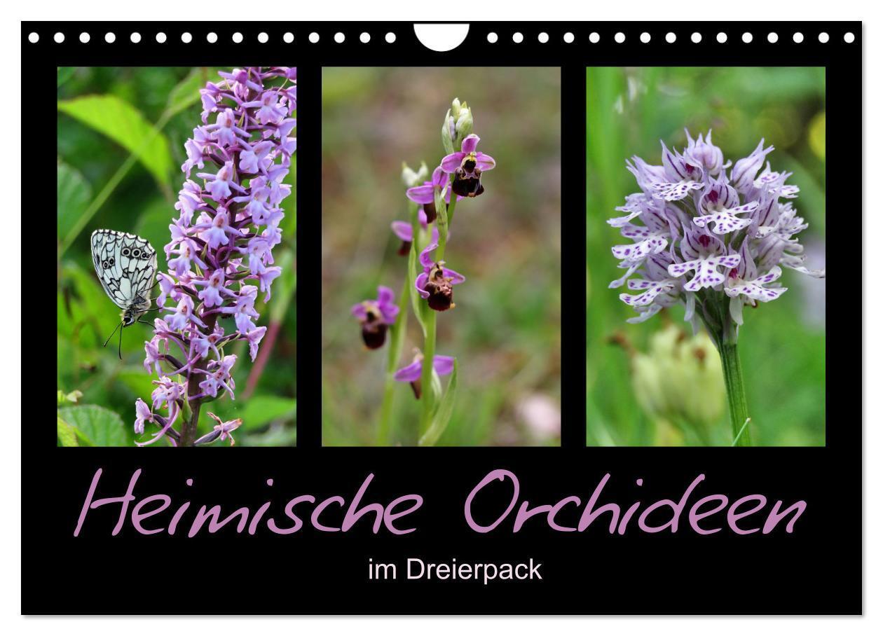 Cover: 9783675844834 | Heimische Orchideen im Dreierpack (Wandkalender 2024 DIN A4 quer),...
