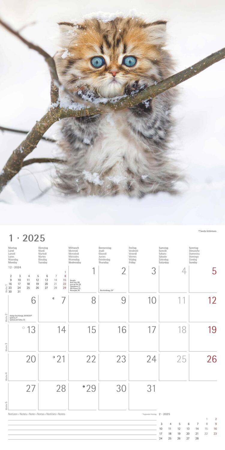 Bild: 4251732340681 | Katzenbabys 2025 - Broschürenkalender 30x30 cm (30x60 geöffnet) -...