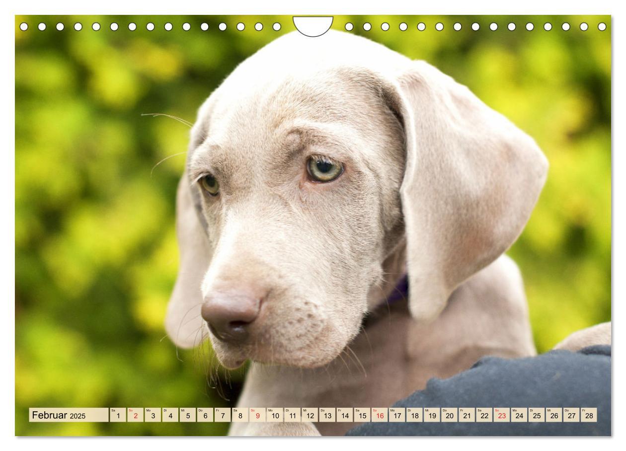 Bild: 9783435050611 | Weimaraner. Edel, elegant und klug (Wandkalender 2025 DIN A4 quer),...