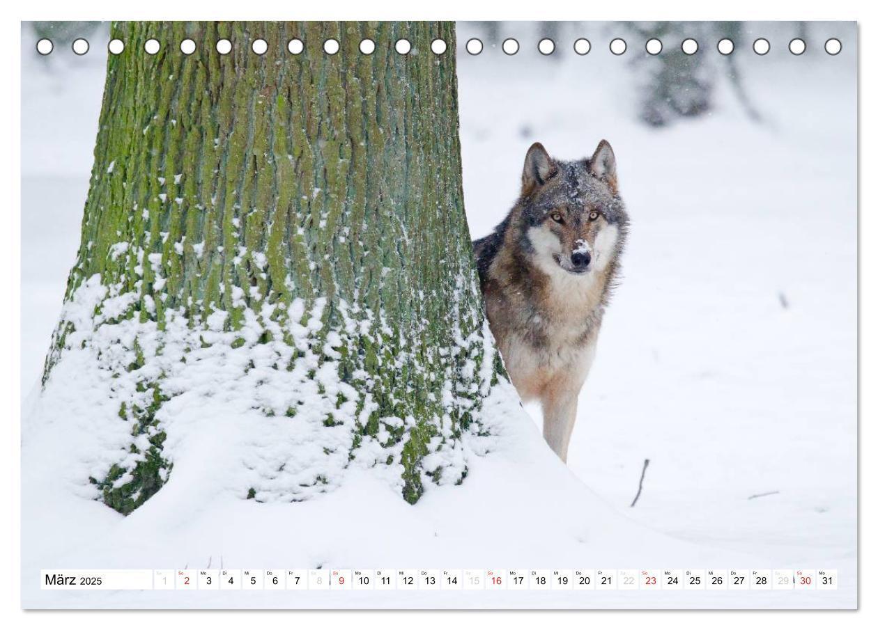 Bild: 9783435490035 | Mit dem Wolf durch's Jahr (Tischkalender 2025 DIN A5 quer),...