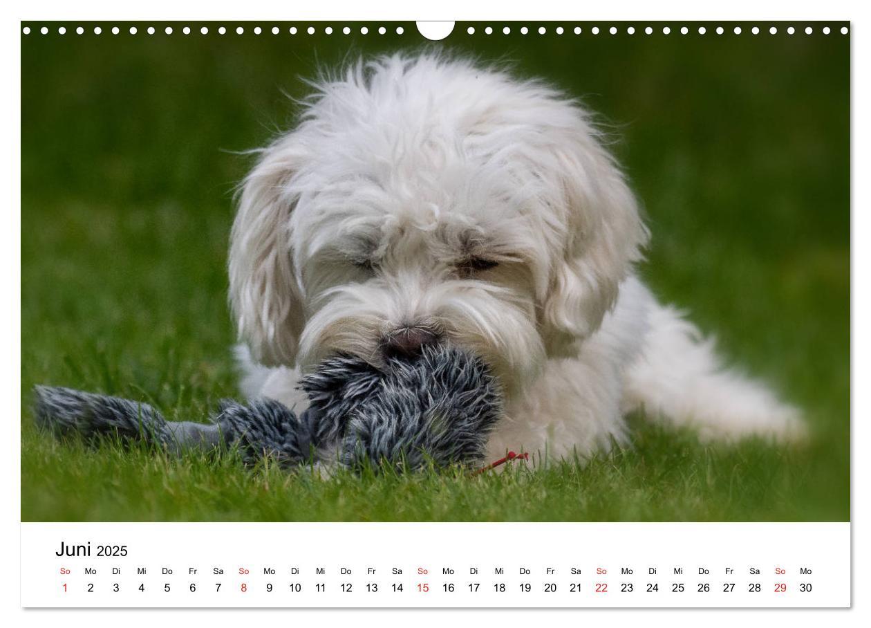 Bild: 9783435275885 | Moritz, der freche Malteser (Wandkalender 2025 DIN A3 quer),...