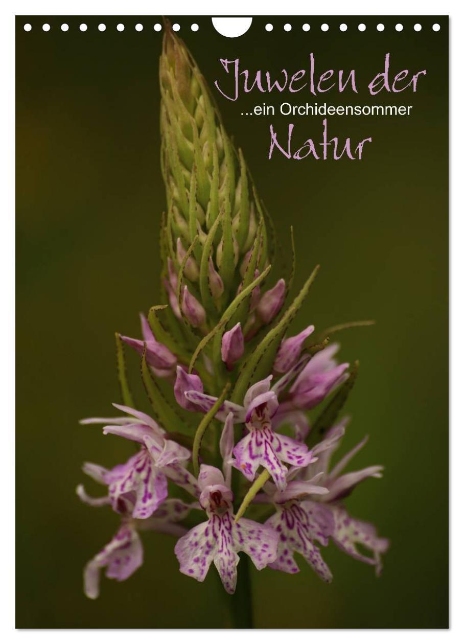 Cover: 9783457007082 | Juwelen der Natur - Ein Orchideensommer (Wandkalender 2025 DIN A4...
