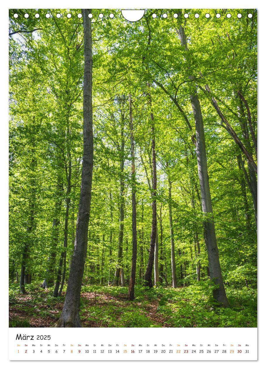 Bild: 9783435883516 | Bäume im Harz (Wandkalender 2025 DIN A4 hoch), CALVENDO Monatskalender