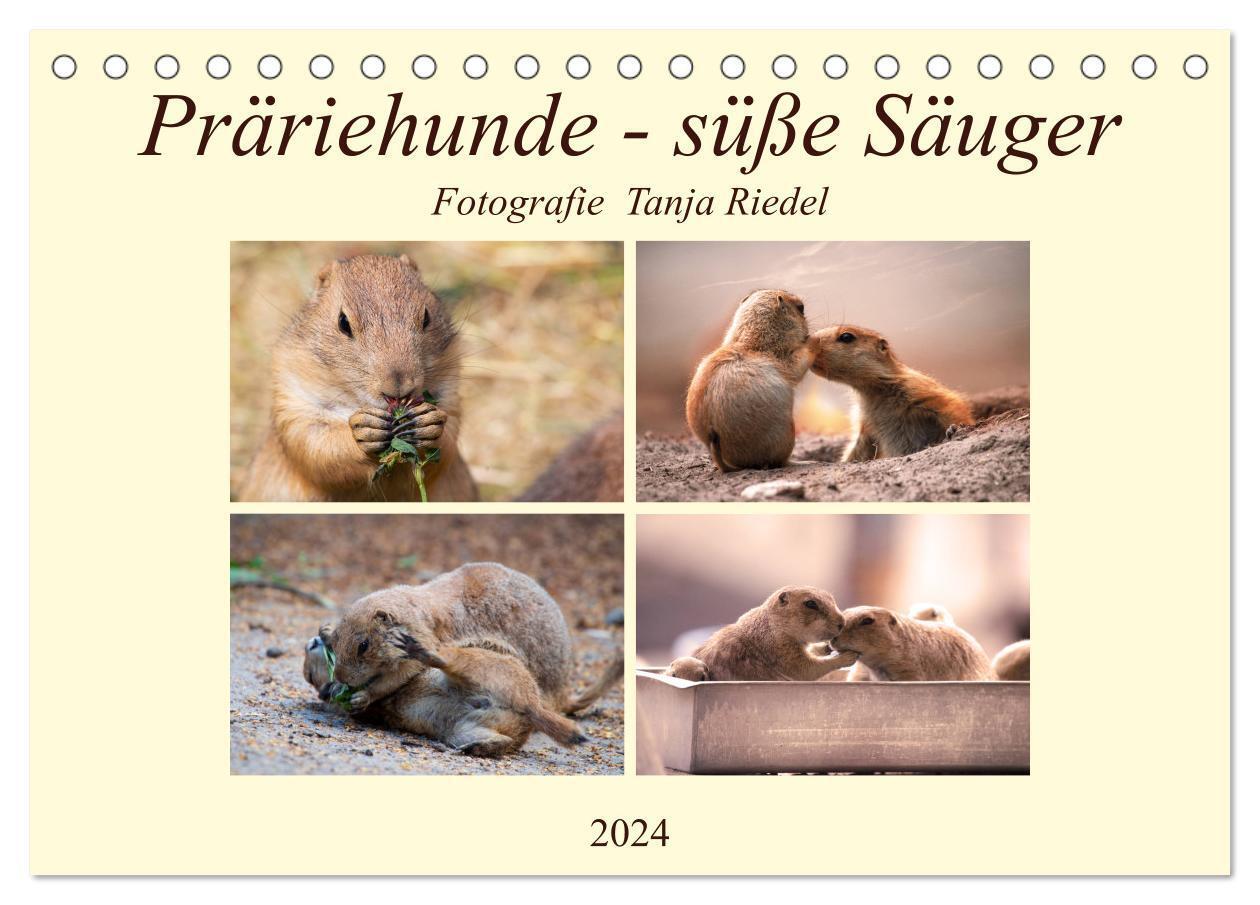 Cover: 9783675534889 | Präriehunde - süße Säuger (Tischkalender 2024 DIN A5 quer),...