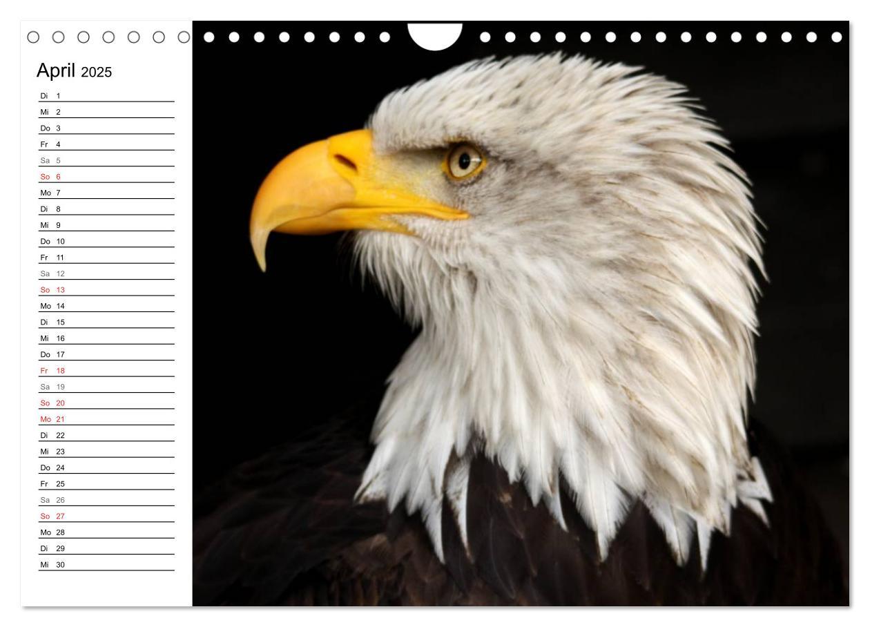 Bild: 9783435533145 | Der Weißkopfseeadler (Wandkalender 2025 DIN A4 quer), CALVENDO...