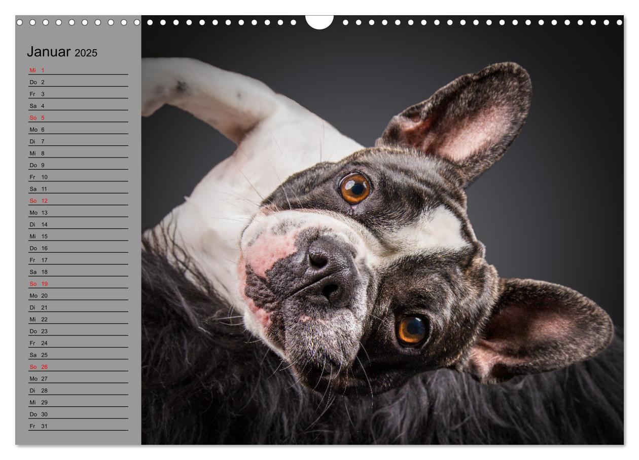 Bild: 9783435030927 | Bullymania - Französische Bulldoggen (Wandkalender 2025 DIN A3...