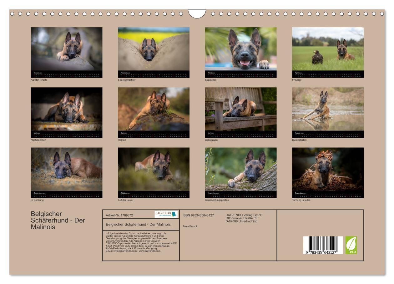 Bild: 9783435643127 | Belgischer Schäferhund - Der Malinois (Wandkalender 2025 DIN A3...