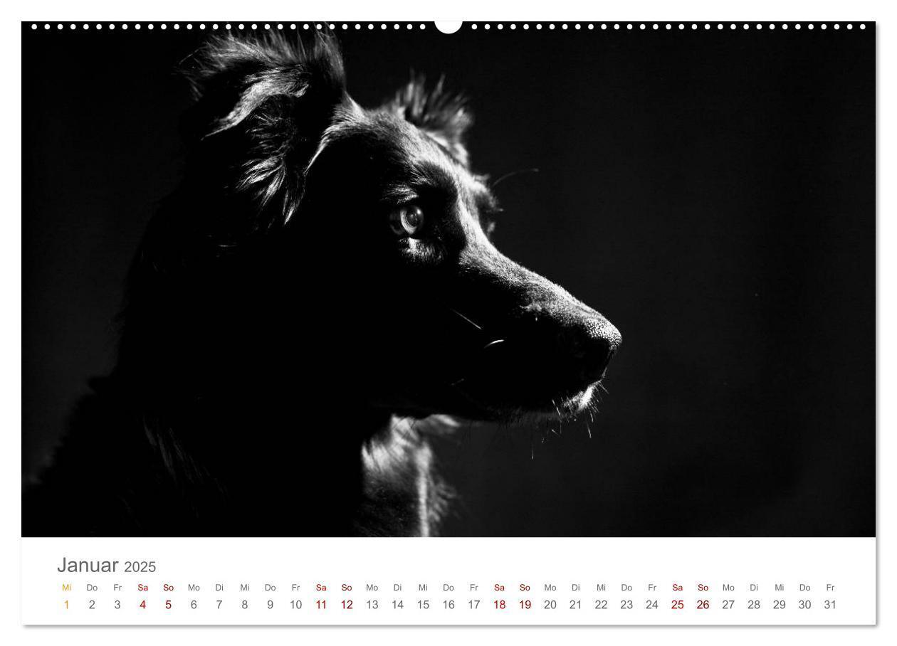 Bild: 9783435434213 | Hundeportraits Fine Art (Wandkalender 2025 DIN A2 quer), CALVENDO...