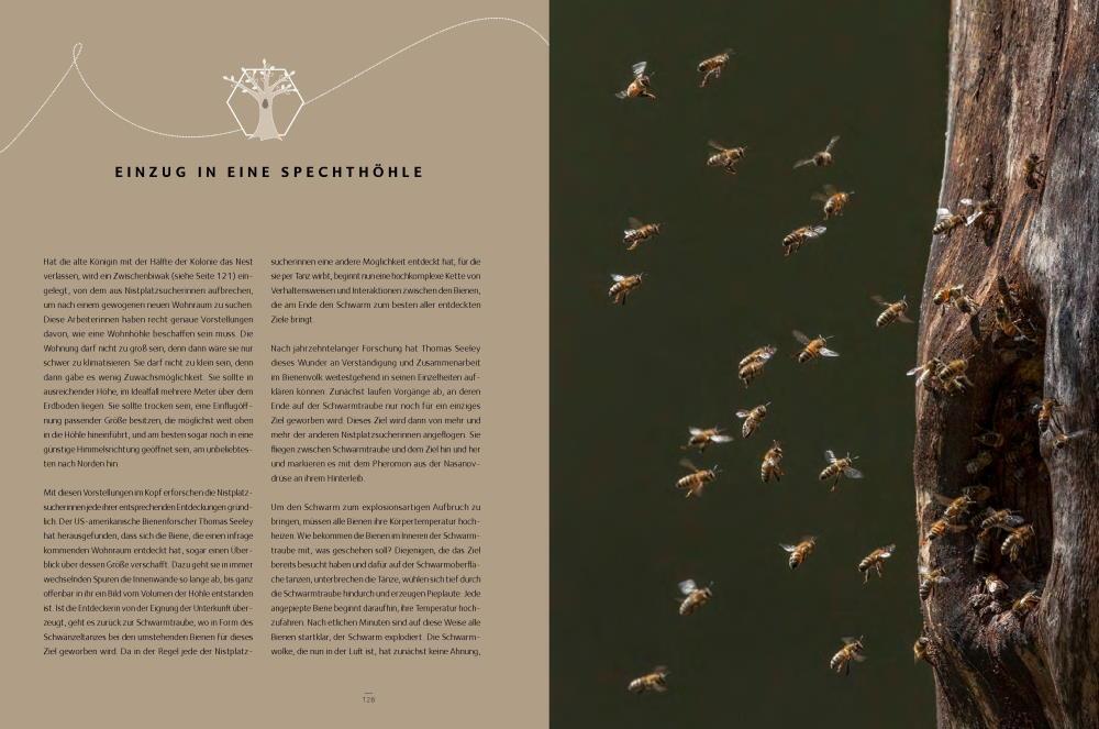 Bild: 9783957283627 | Honigbienen - geheimnisvolle Waldbewohner | Ingo Arndt (u. a.) | Buch
