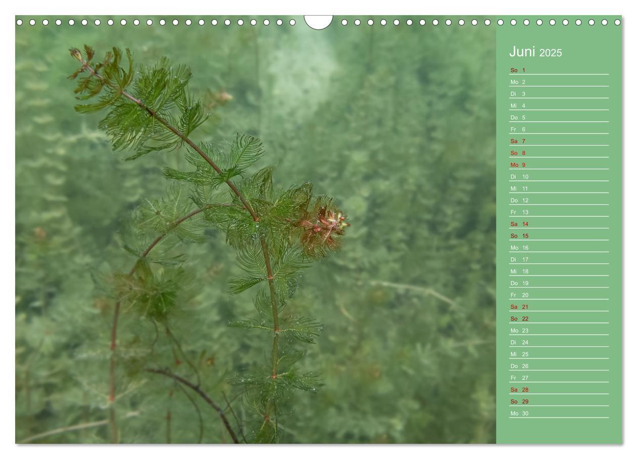 Bild: 9783435084821 | Baggersee - die grüne Welt (Wandkalender 2025 DIN A3 quer),...