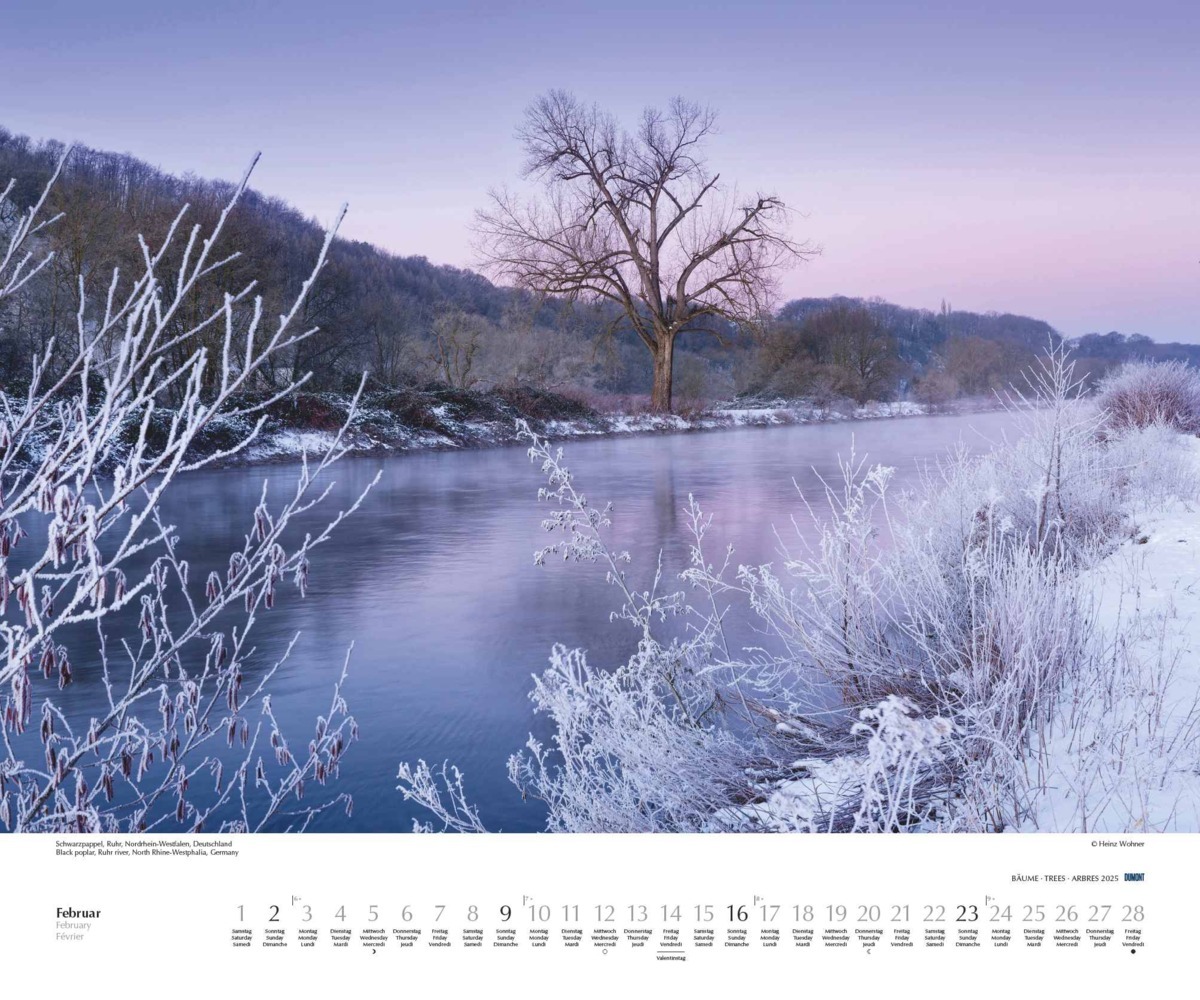 Bild: 4250809652733 | DUMONT - Bäume 2025 Wandkalender, 60x50cm, Fotokunst-Kalender mit...