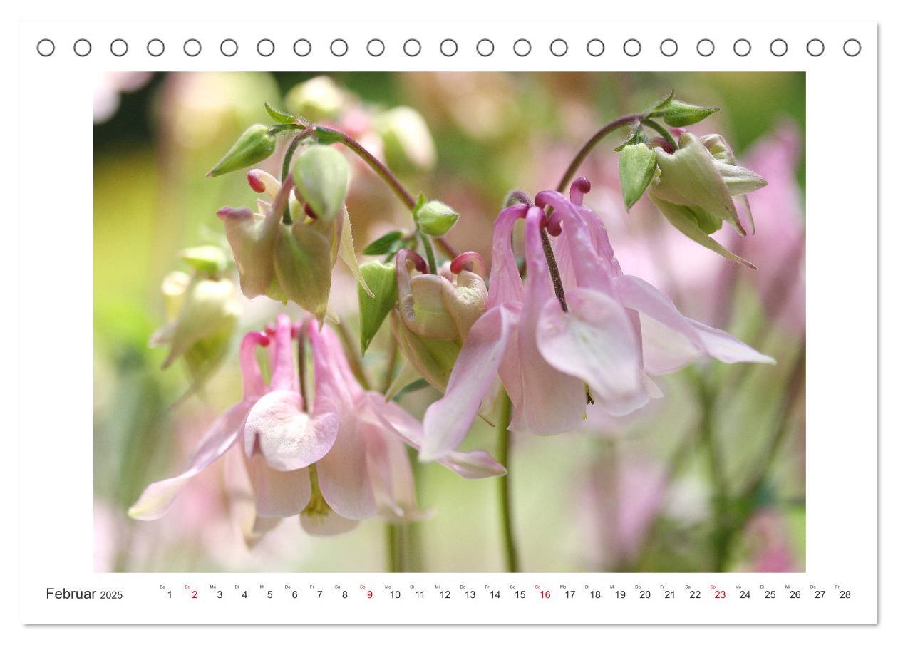 Bild: 9783435329168 | Akeleien im Garten (Tischkalender 2025 DIN A5 quer), CALVENDO...