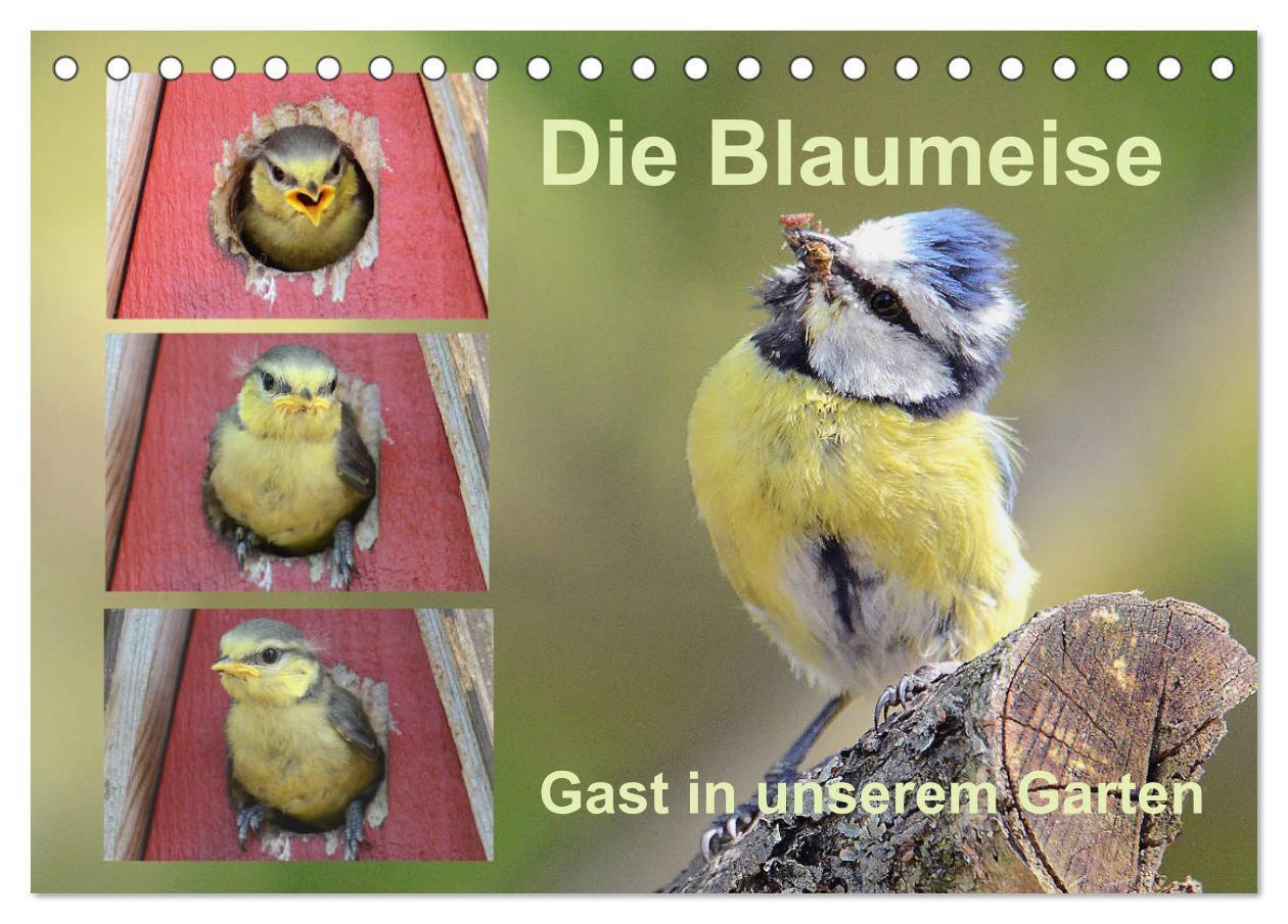Cover: 9783383032066 | Die Blaumeise, Gast in unserem Garten (Tischkalender 2024 DIN A5...