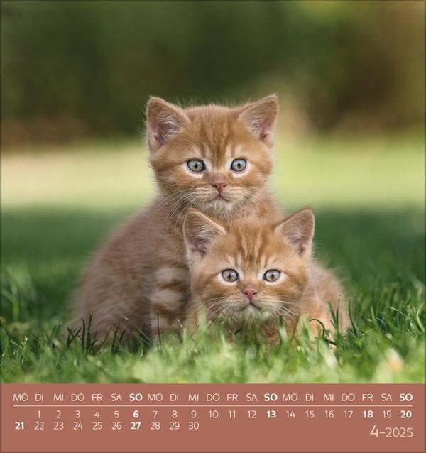 Bild: 9783731876724 | Schmusekatzen 2025 | aufstellbarer Postkartenkalender | Verlag Korsch