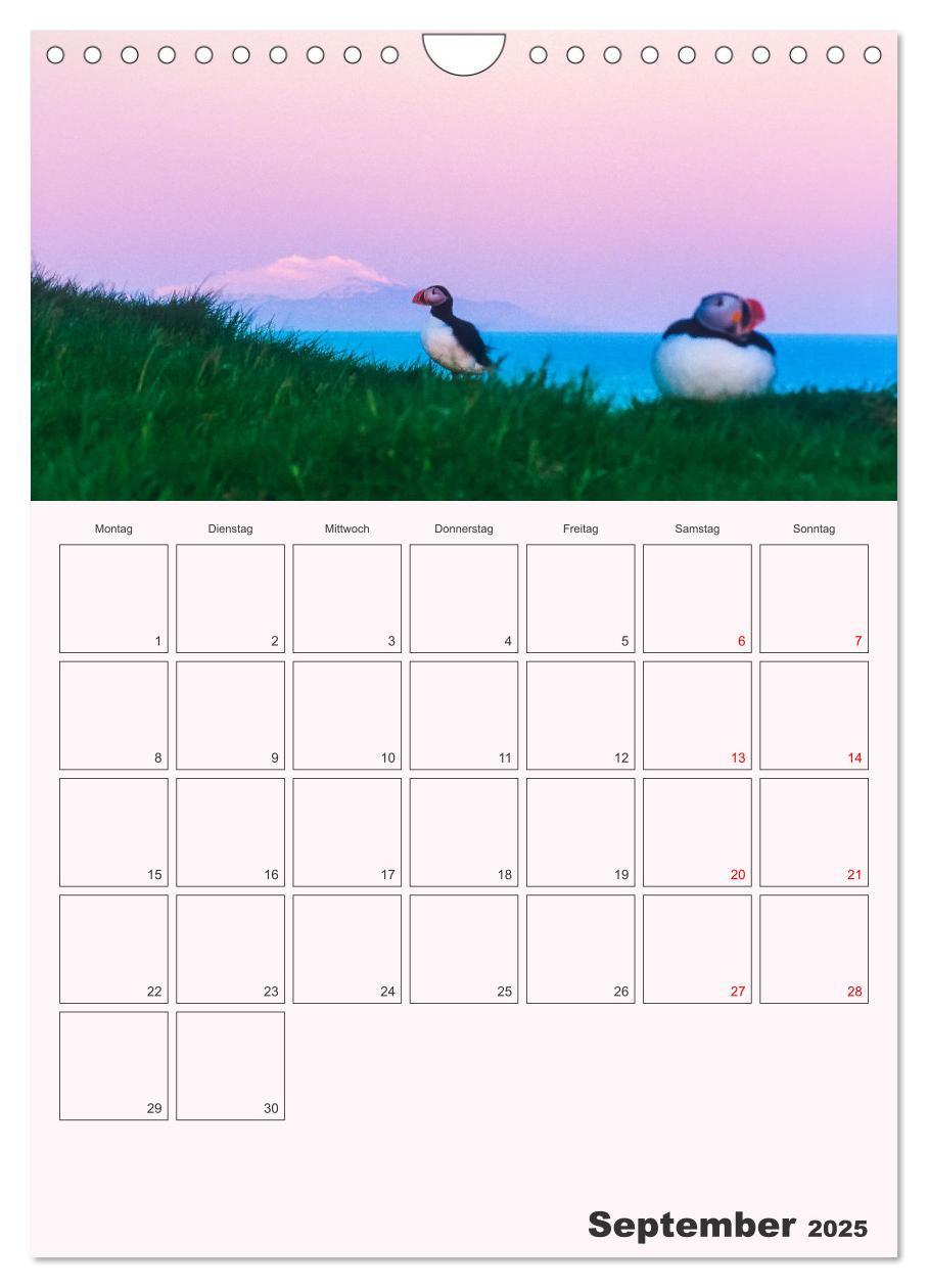 Bild: 9783435927678 | Papageitaucher Monatsplaner (Wandkalender 2025 DIN A4 hoch),...