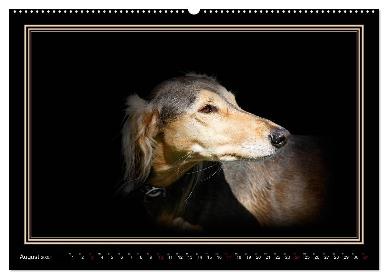 Bild: 9783383823886 | Saluki 2025 (Wandkalender 2025 DIN A2 quer), CALVENDO Monatskalender