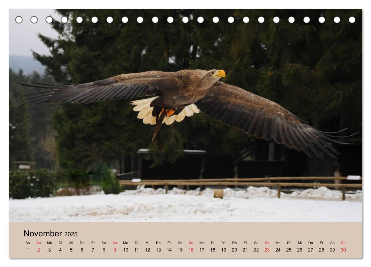 Bild: 9783435514298 | Der Steinadler. Majestätischer Greifvogel (Tischkalender 2025 DIN...