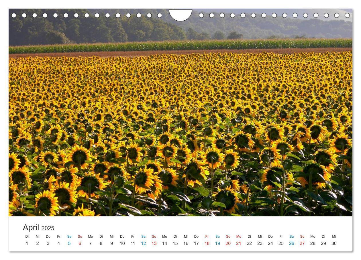 Bild: 9783435788514 | Sonnenblumen 2025 (Wandkalender 2025 DIN A4 quer), CALVENDO...