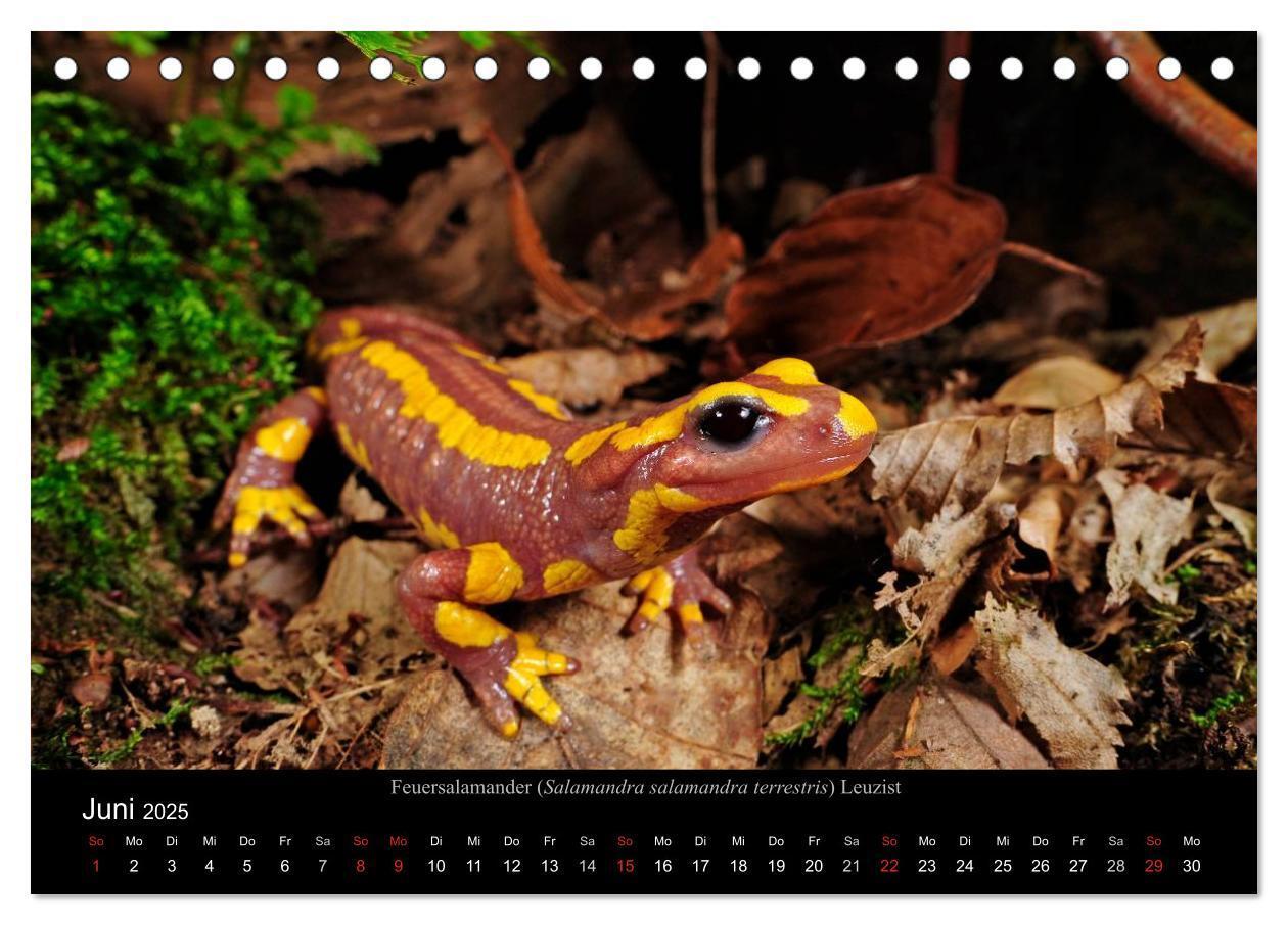 Bild: 9783435771431 | Salamander und Molche (Tischkalender 2025 DIN A5 quer), CALVENDO...