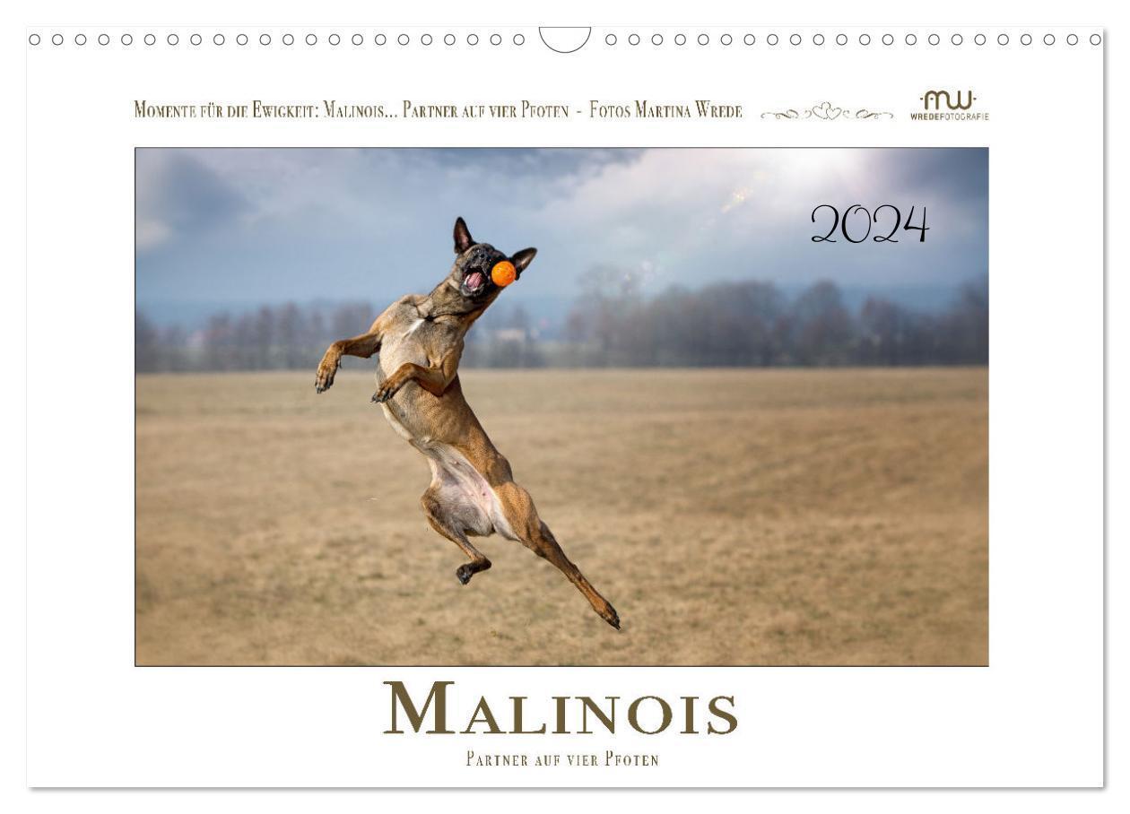 Cover: 9783675415638 | Malinois - Partner auf vier Pfoten (Wandkalender 2024 DIN A3 quer),...