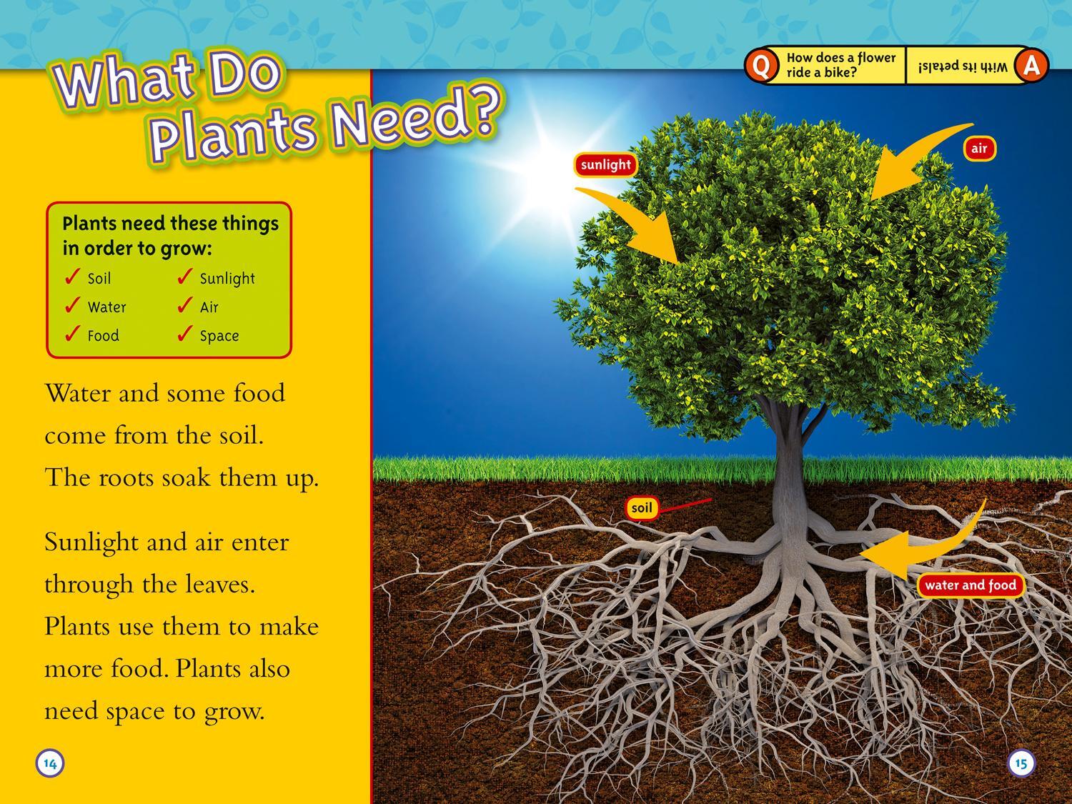 Bild: 9780008266608 | Seed to Plant | Level 2 | Kristin Baird Rattini (u. a.) | Taschenbuch
