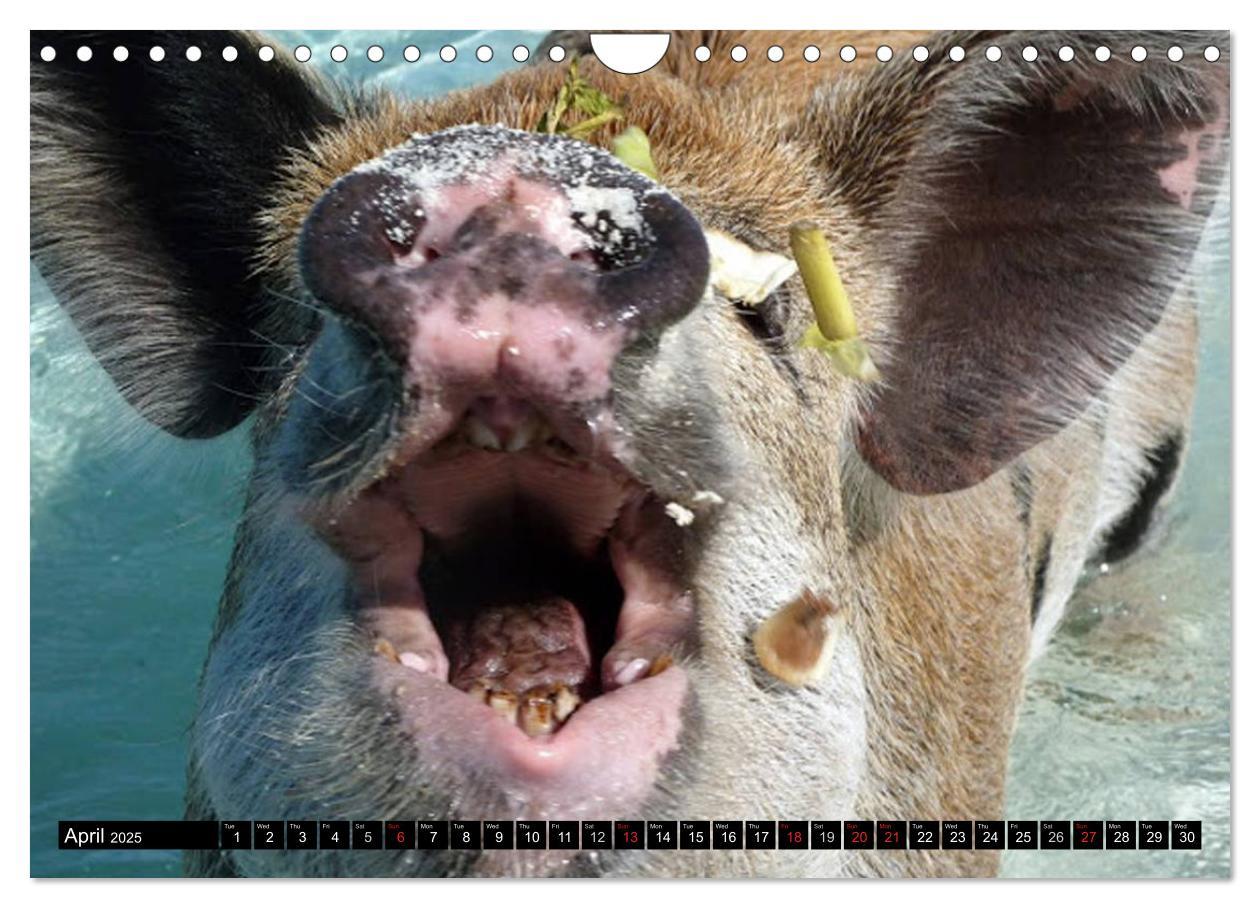 Bild: 9781325994007 | The Swimming Pigs of Bahamas (Wall Calendar 2025 DIN A4 landscape),...