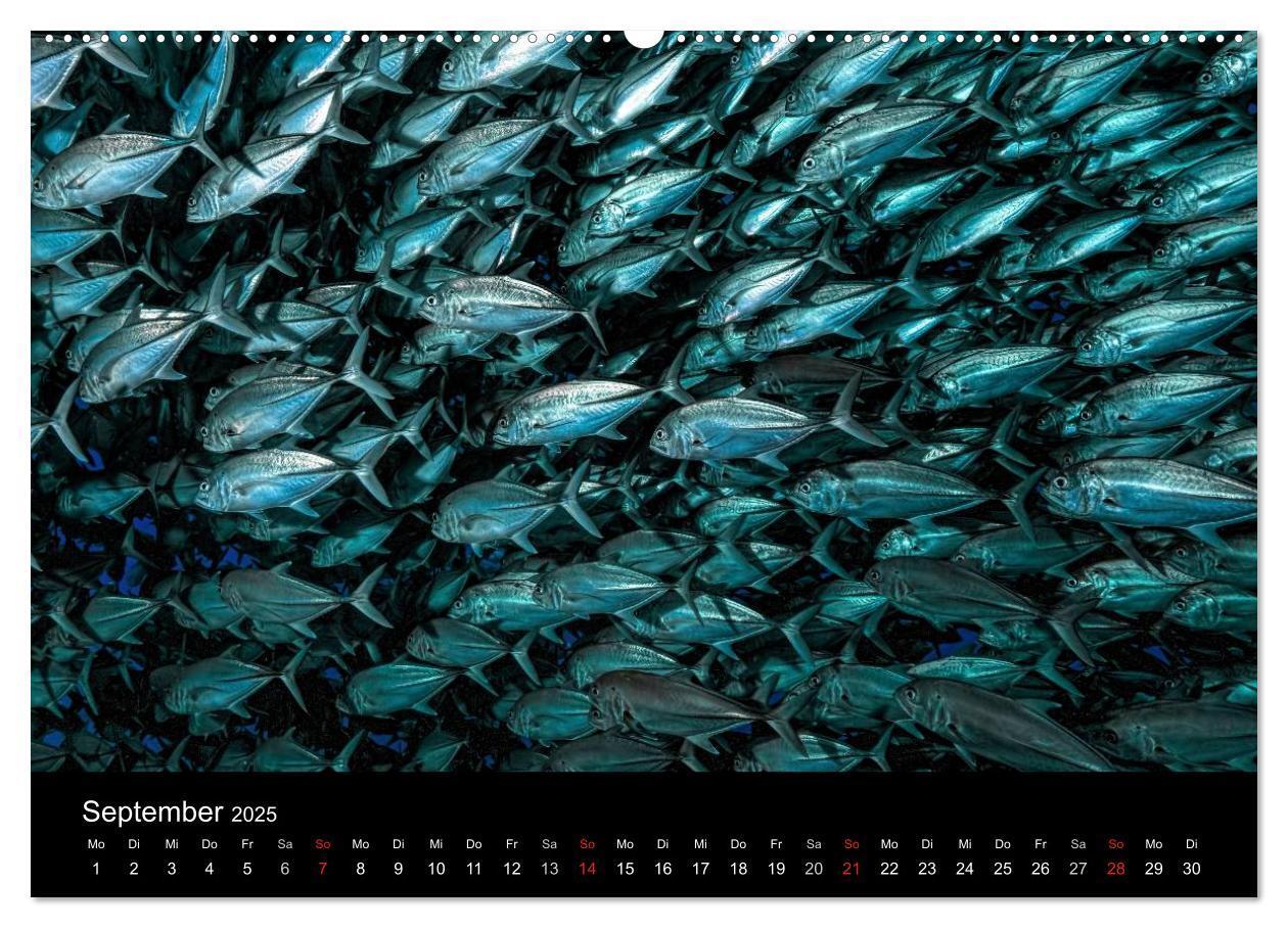 Bild: 9783435611065 | Fischschwärme (Wandkalender 2025 DIN A2 quer), CALVENDO Monatskalender