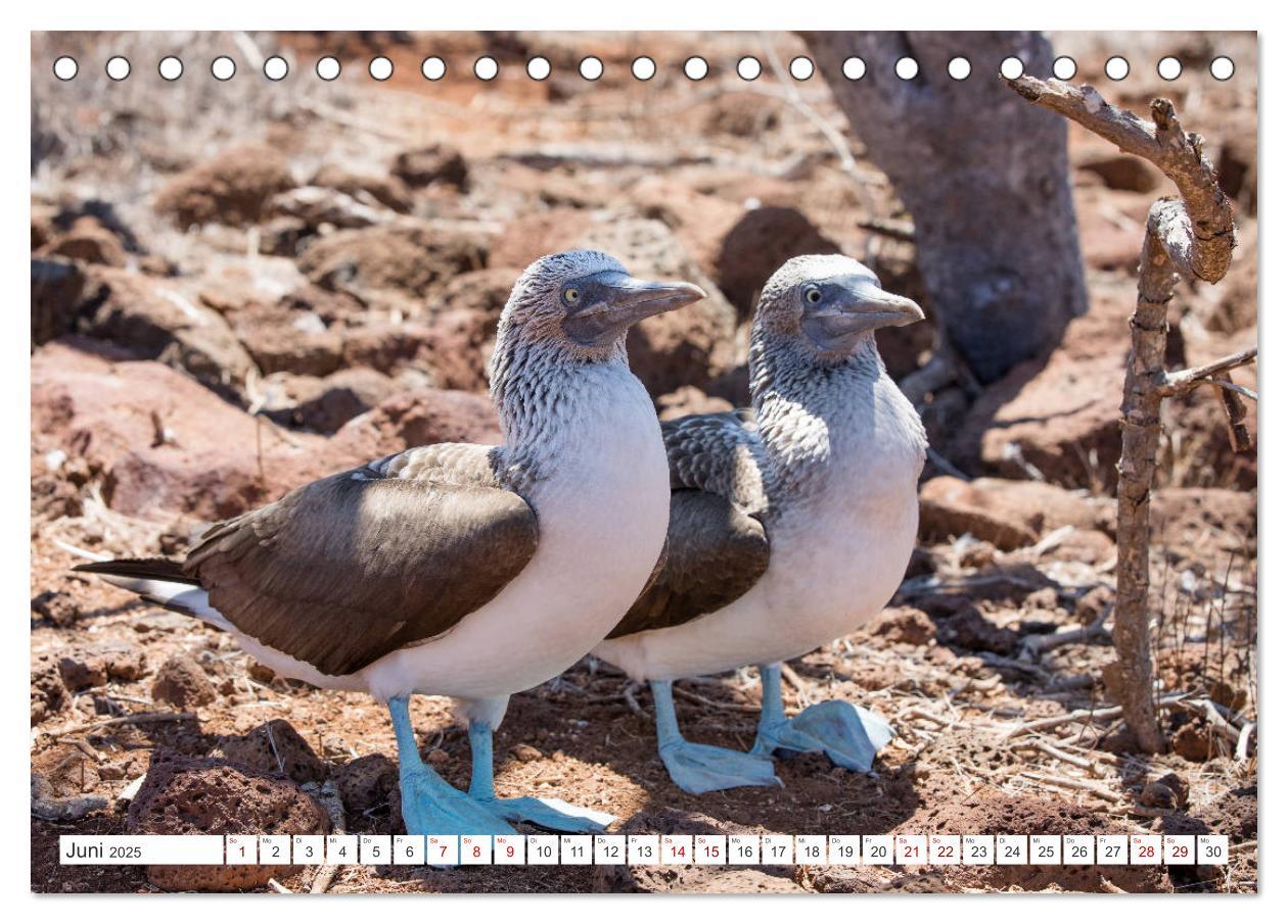 Bild: 9783435321148 | Galapagos-Inseln - Ein Paradies für Tiere (Tischkalender 2025 DIN...