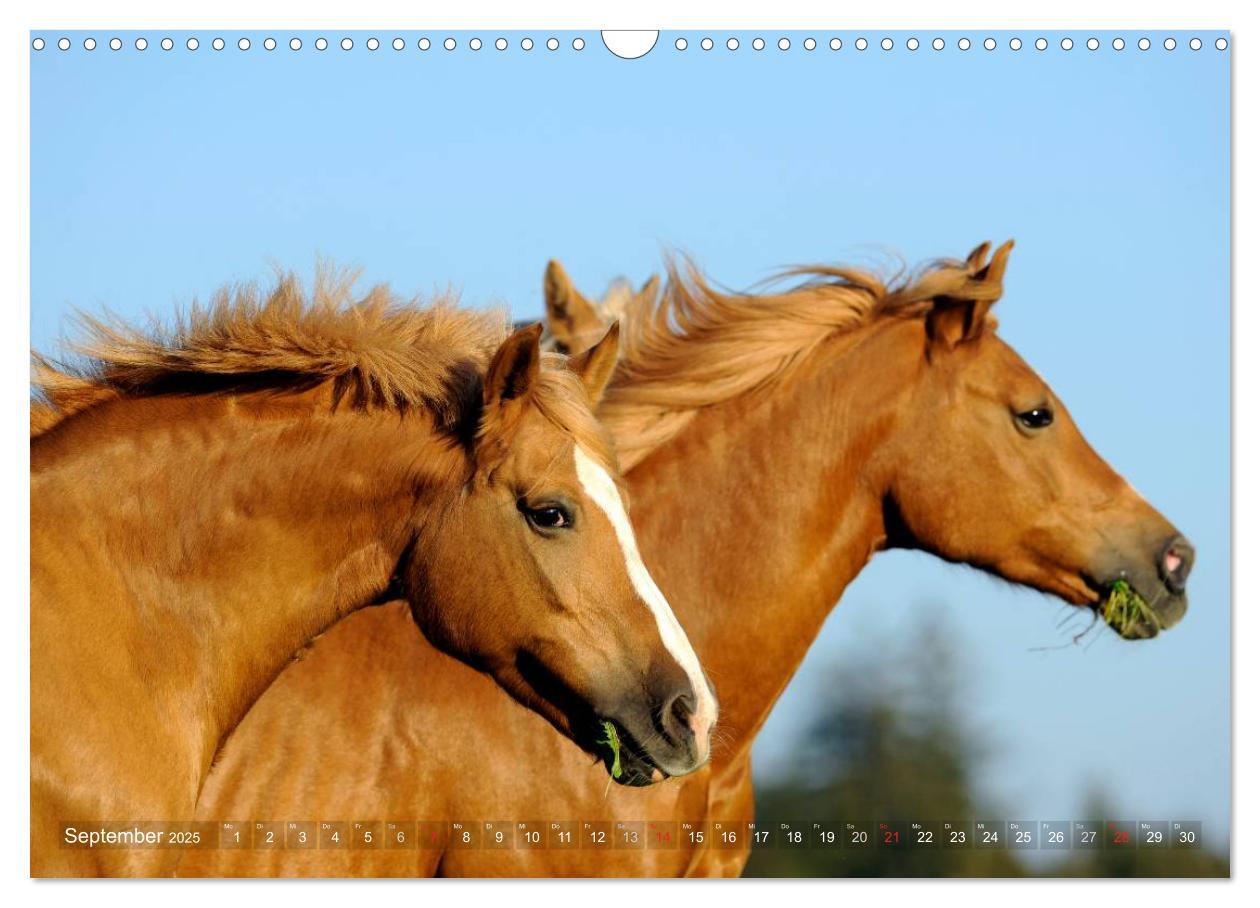 Bild: 9783435753185 | Haflinger Schönheiten (Wandkalender 2025 DIN A3 quer), CALVENDO...