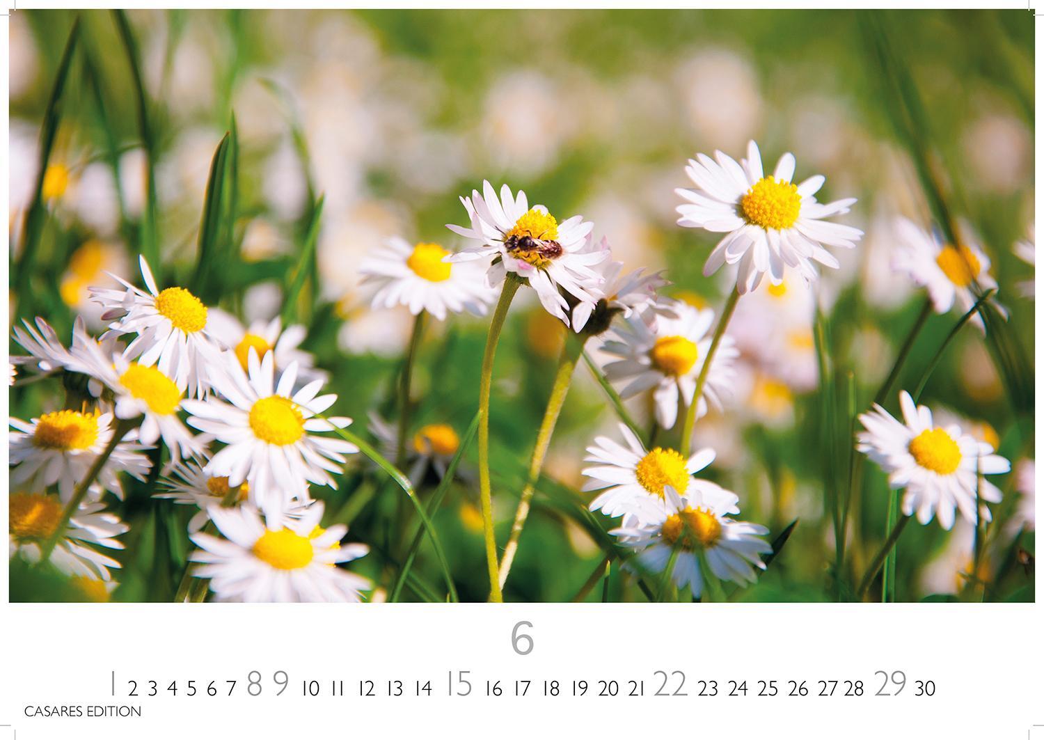 Bild: 9781835242186 | Blumenwiese 2025 L 35x50cm | Kalender | 14 S. | Deutsch | 2025