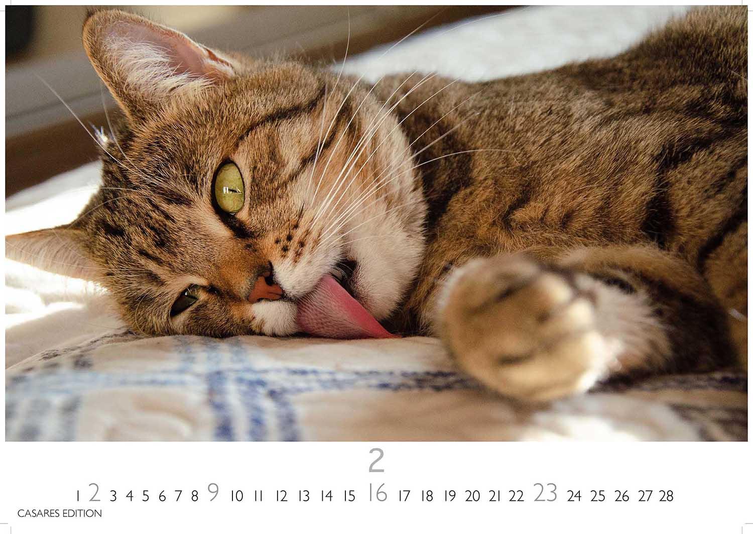 Bild: 9781835243220 | Funny Cats 2025 L 35x50cm | Kalender | 14 S. | Deutsch | 2025