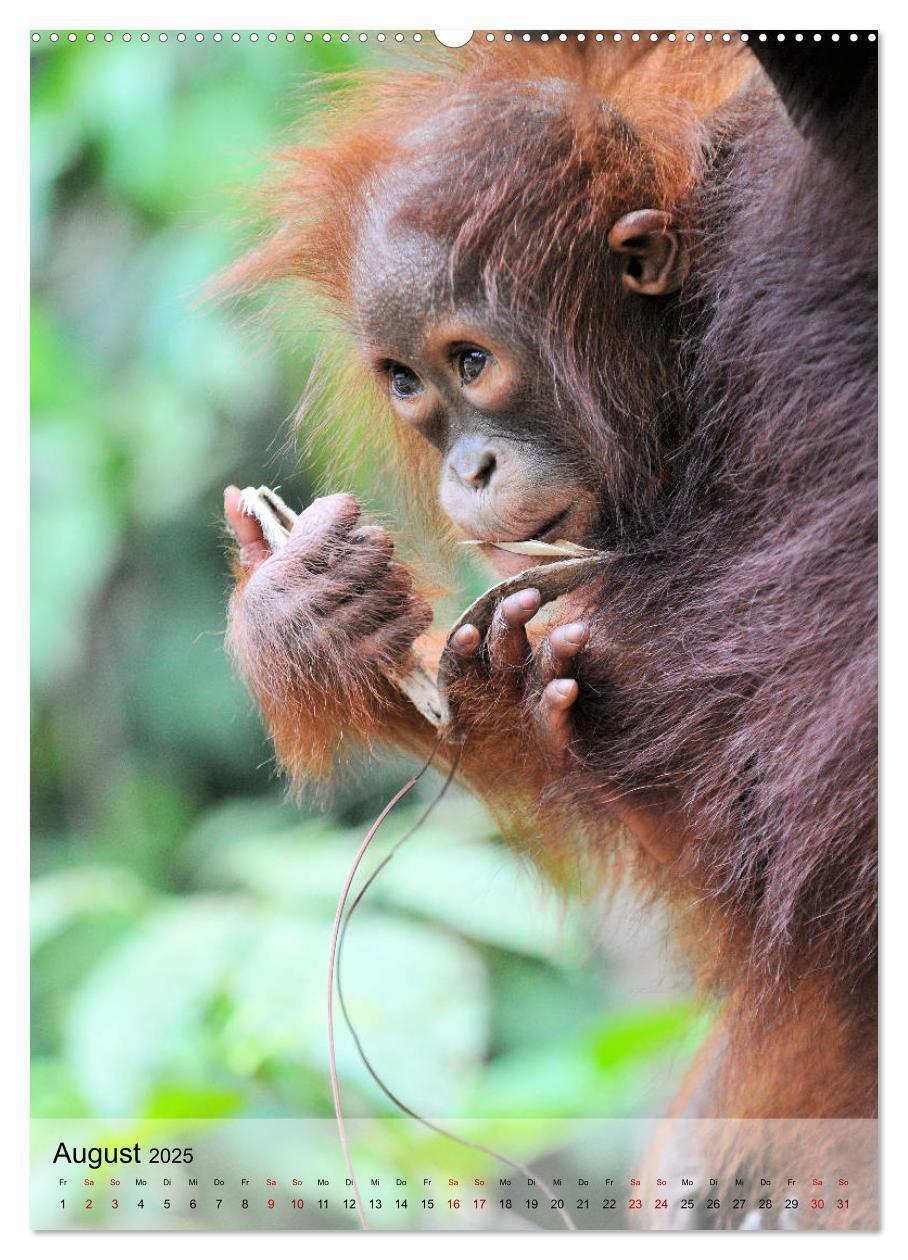 Bild: 9783435964901 | Orang Utans aus Borneo (Wandkalender 2025 DIN A2 hoch), CALVENDO...