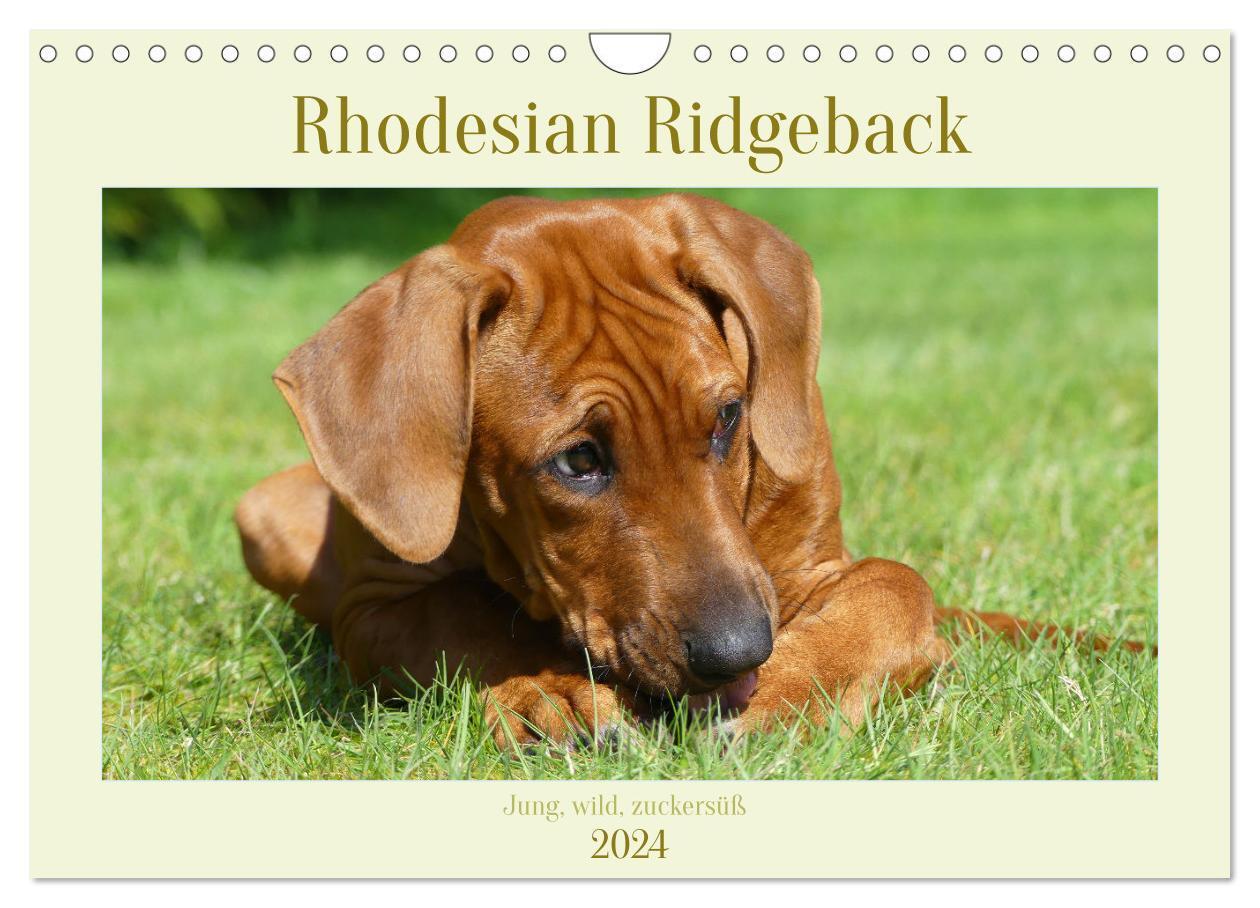 Cover: 9783675775800 | Rhodesian Ridgeback - Jung, wild, zuckersüß (Wandkalender 2024 DIN...
