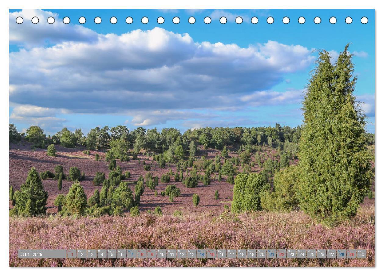 Bild: 9783435457632 | Lüneburger Heide - Faszinierend schön (Tischkalender 2025 DIN A5...