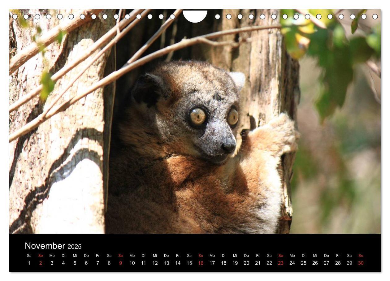 Bild: 9783435484003 | Abenteuer Madagaskar (Wandkalender 2025 DIN A4 quer), CALVENDO...