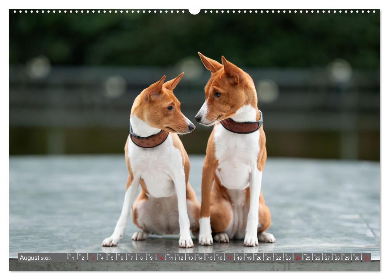 Bild: 9783457196021 | Der Basenji (hochwertiger Premium Wandkalender 2025 DIN A2 quer),...