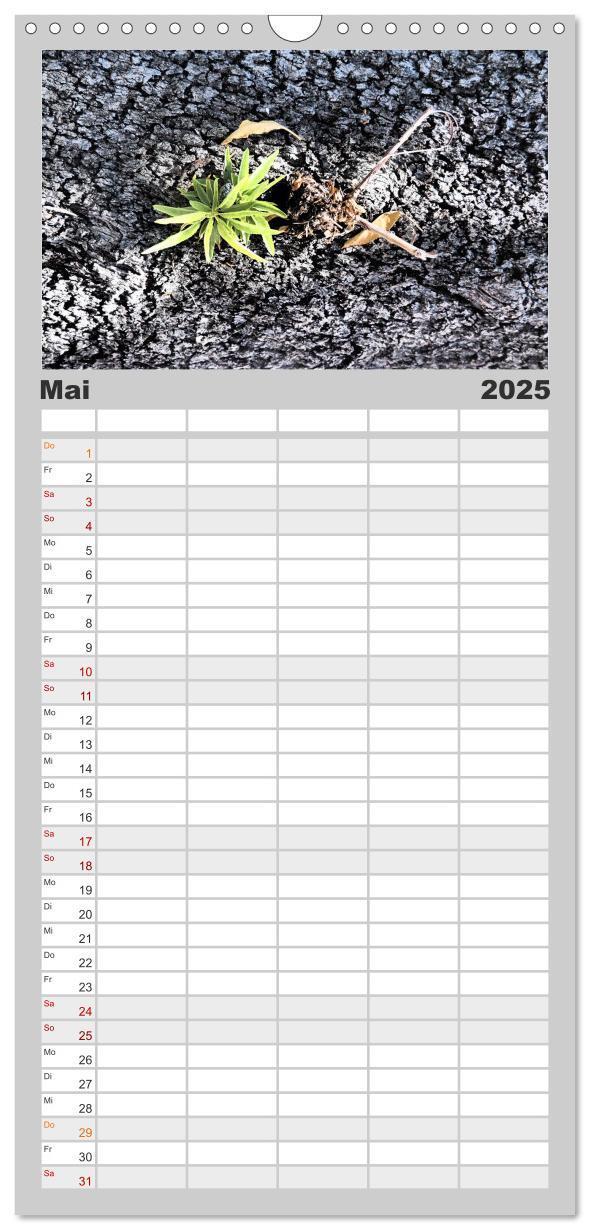 Bild: 9783457108161 | Familienplaner 2025 - Warten auf Regen mit 5 Spalten (Wandkalender,...