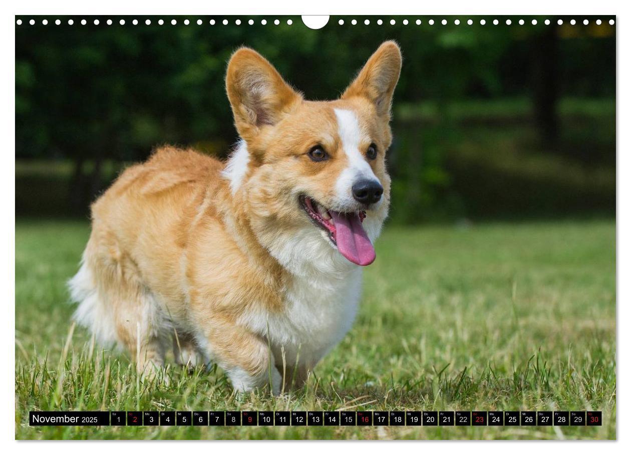 Bild: 9783435670734 | Welsh Corgi - Kobold auf 4 Pfoten (Wandkalender 2025 DIN A3 quer),...