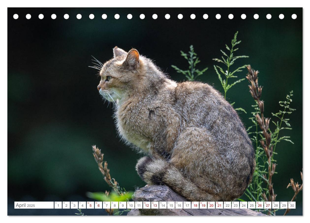 Bild: 9783435218394 | Wildkatzen - die anmutigsten Raubiere in Europa. (Tischkalender...