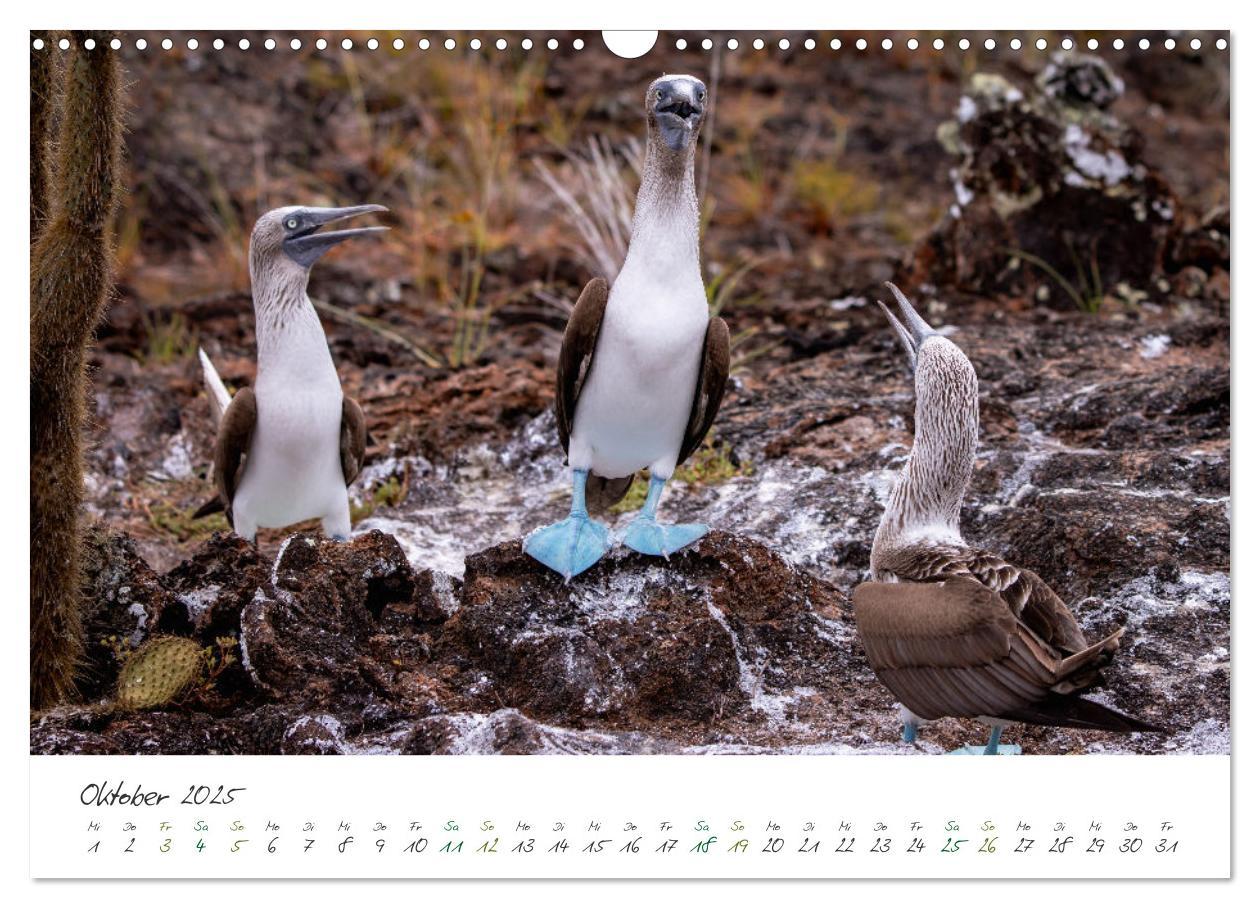 Bild: 9783383882302 | Wildes Galapagos - Die Tiere der Galapagos Inseln (Wandkalender...