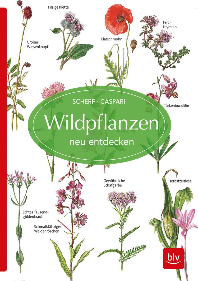 Cover: 9783835418172 | Wildpflanzen neu entdecken | Gertrud Scherf | Taschenbuch | 176 S.