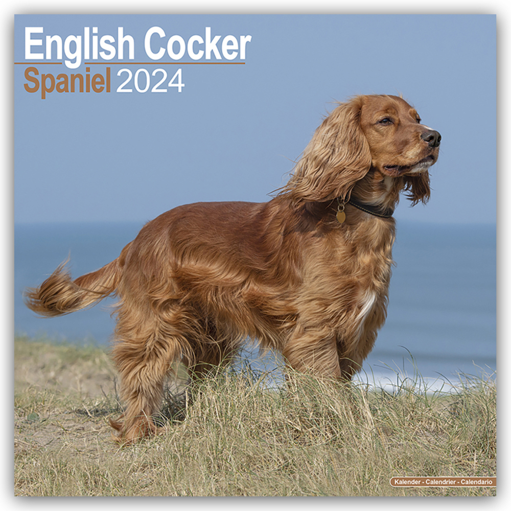 Cover: 9781804600405 | English Cocker Spaniel - Englische Cockerspaniels 2024 -...