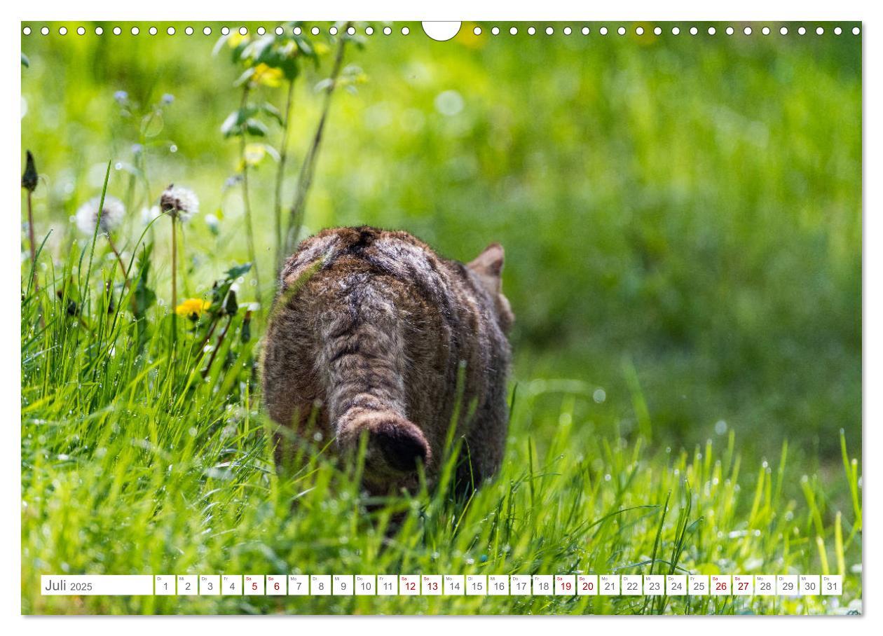 Bild: 9783435219339 | Wildkatzen - die anmutigsten Raubiere in Europa. (Wandkalender 2025...